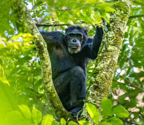 Chimp in the tree in the forest of Nyungwe