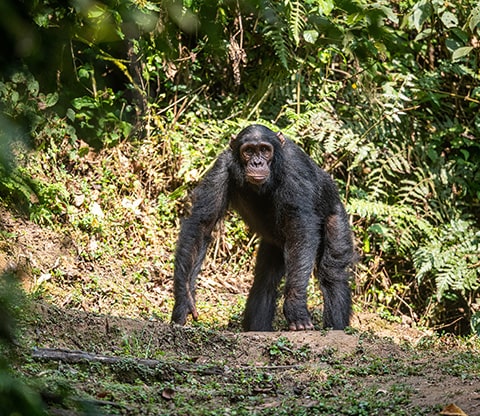 Chimp Habitat in Nyungwe National Park