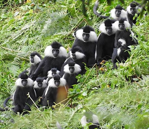 Black and while colobus monkeys in Nyungwe Park