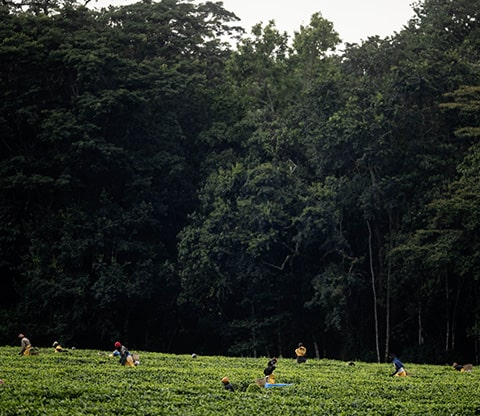 People in the tea fields